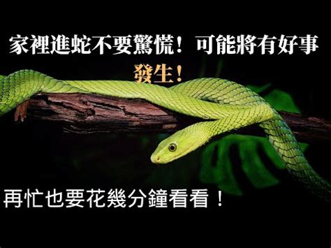 出現蛇|家裡出現蛇：代表什麼，該如何應對？－天然水晶分享小天地｜痞 